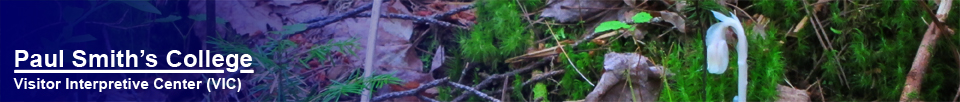 Adirondack Wildflowers:  Indian Pipe in bloom at the Paul Smiths VIC (29 July 2011)